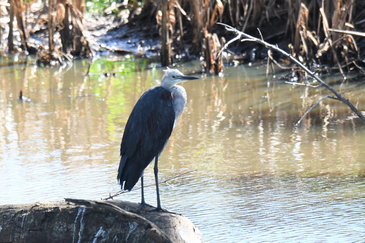 Garza Cuelliblanca - ML153910821