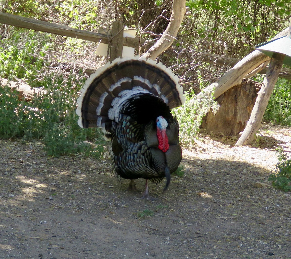 Guajolote Gallipavo - ML153911011