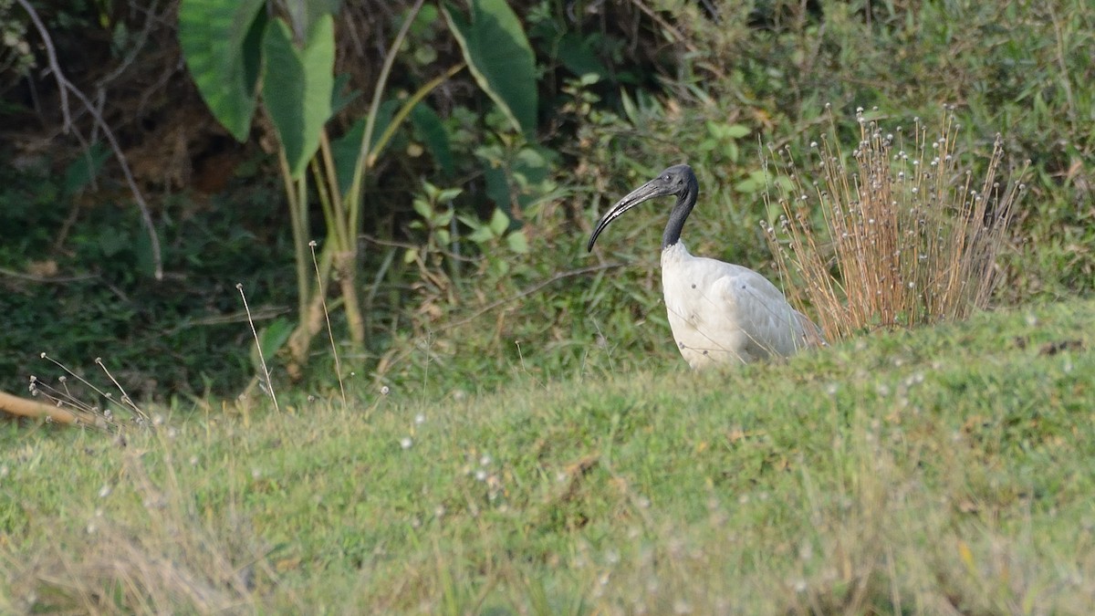 ibis černohlavý - ML153911021