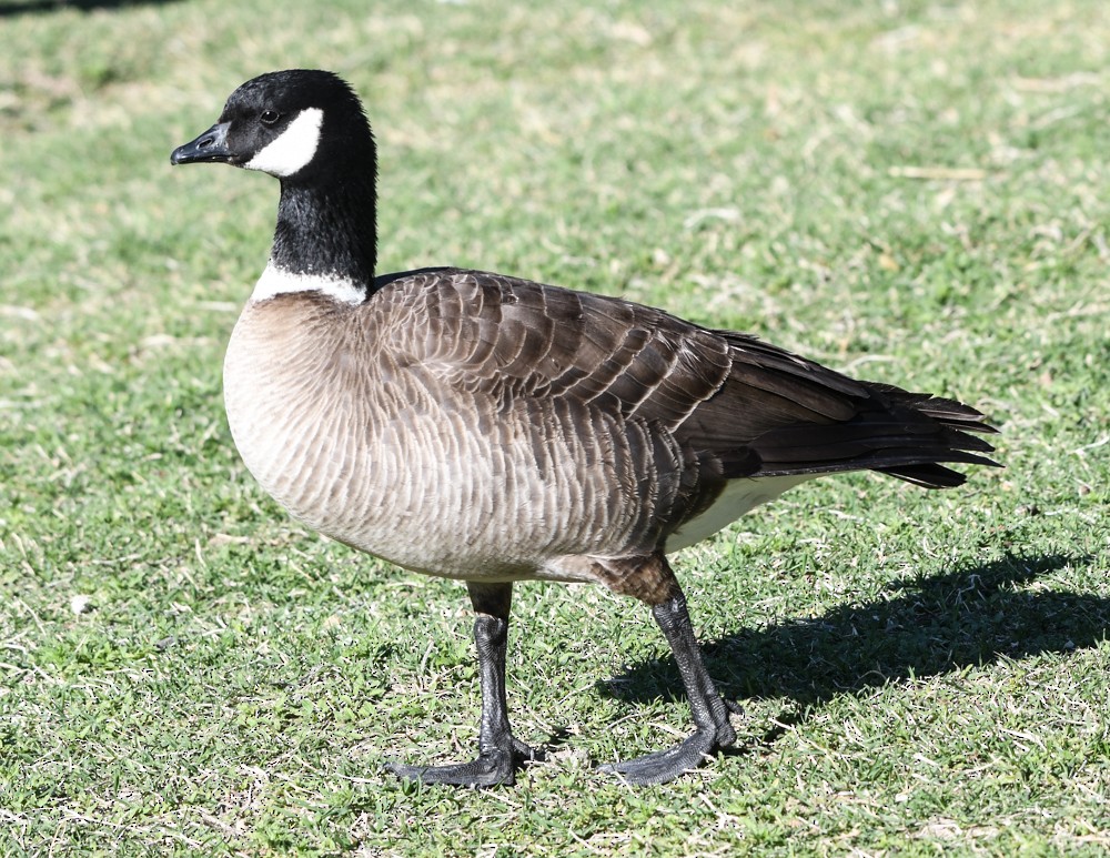 Cackling Goose - ML153911151