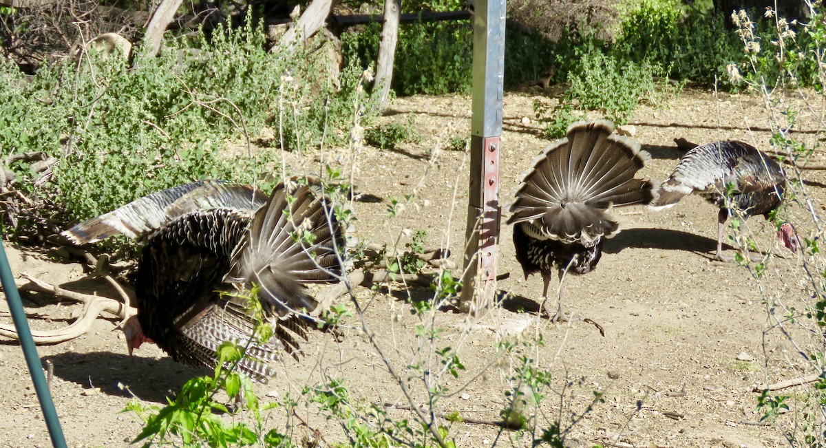 Guajolote Gallipavo - ML153911311