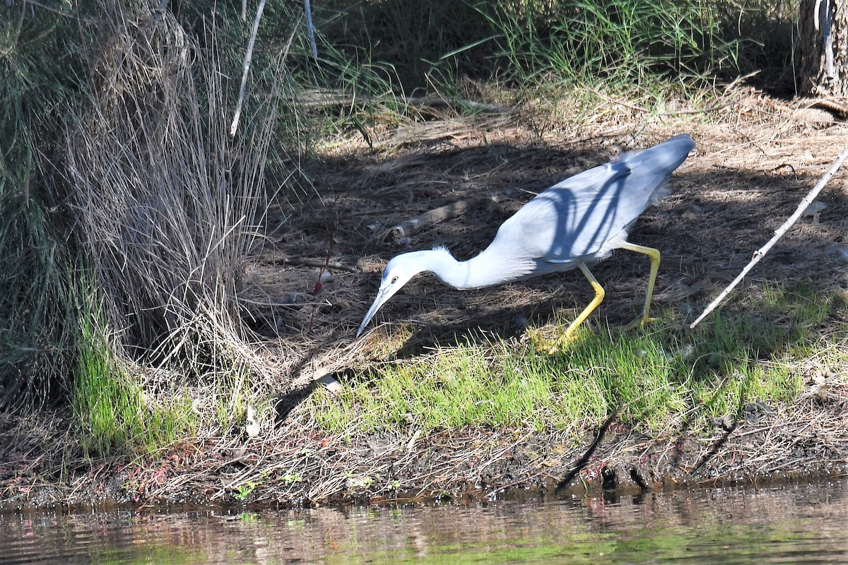 White-faced Heron - ML153911361