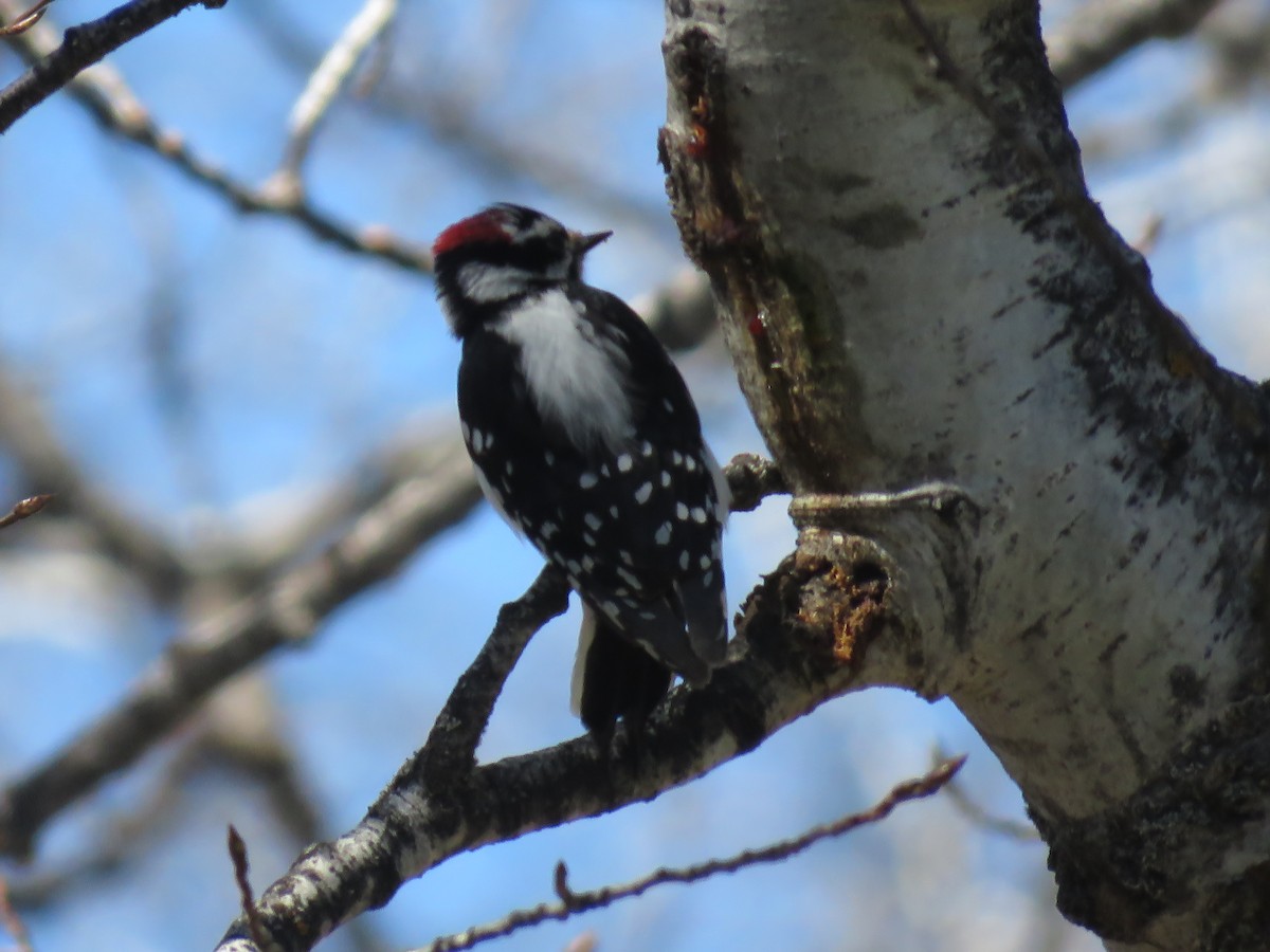 Downy Woodpecker - ML153911401
