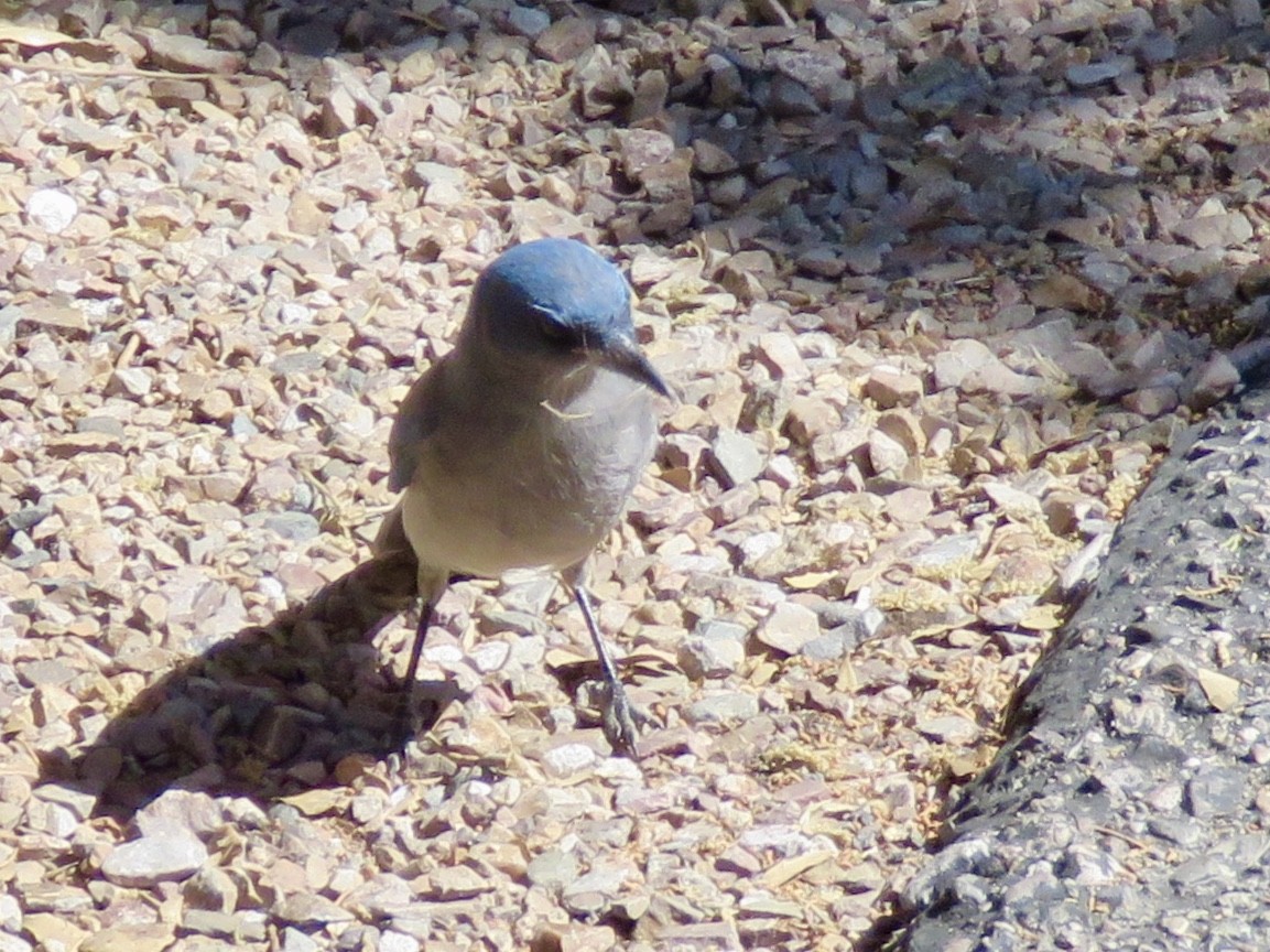 Mexican Jay - ML153911451