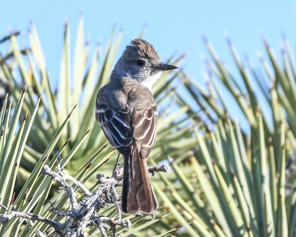 Ash-throated Flycatcher - ML153911501