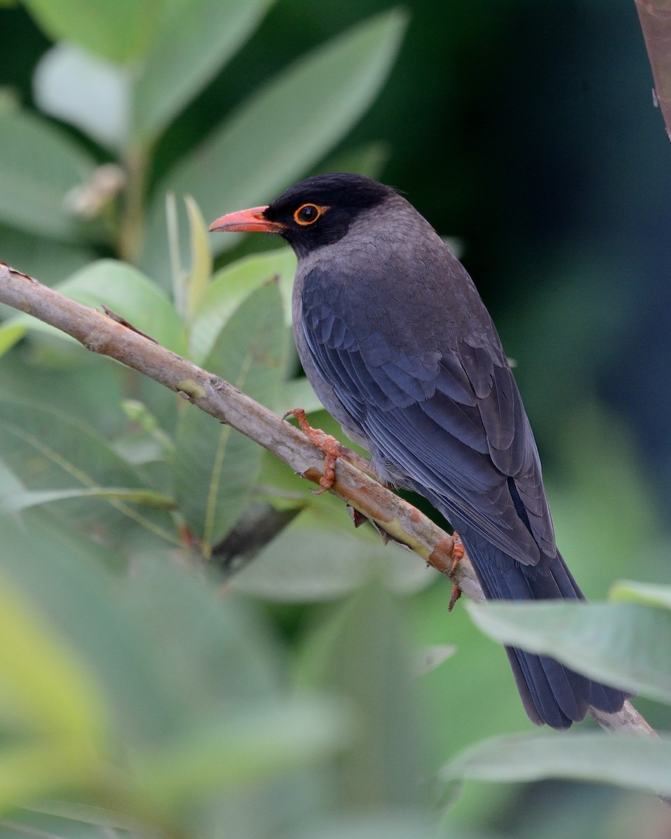 Indian Blackbird - ML153911671