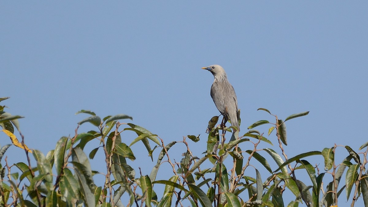 Malabar Starling - ML153911791