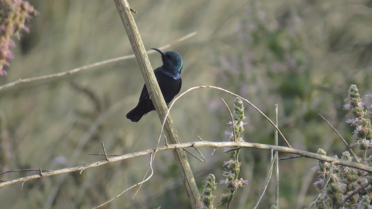 Purple Sunbird - ML153911851