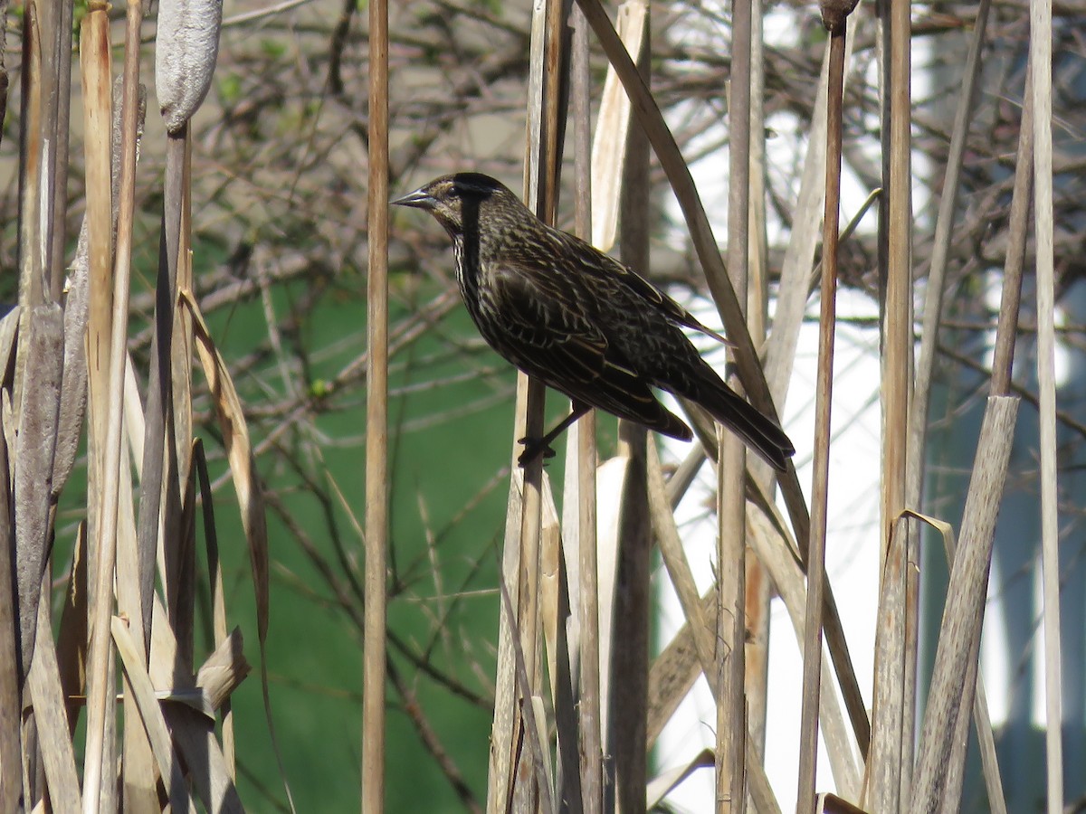 Red-winged Blackbird - ML153912141