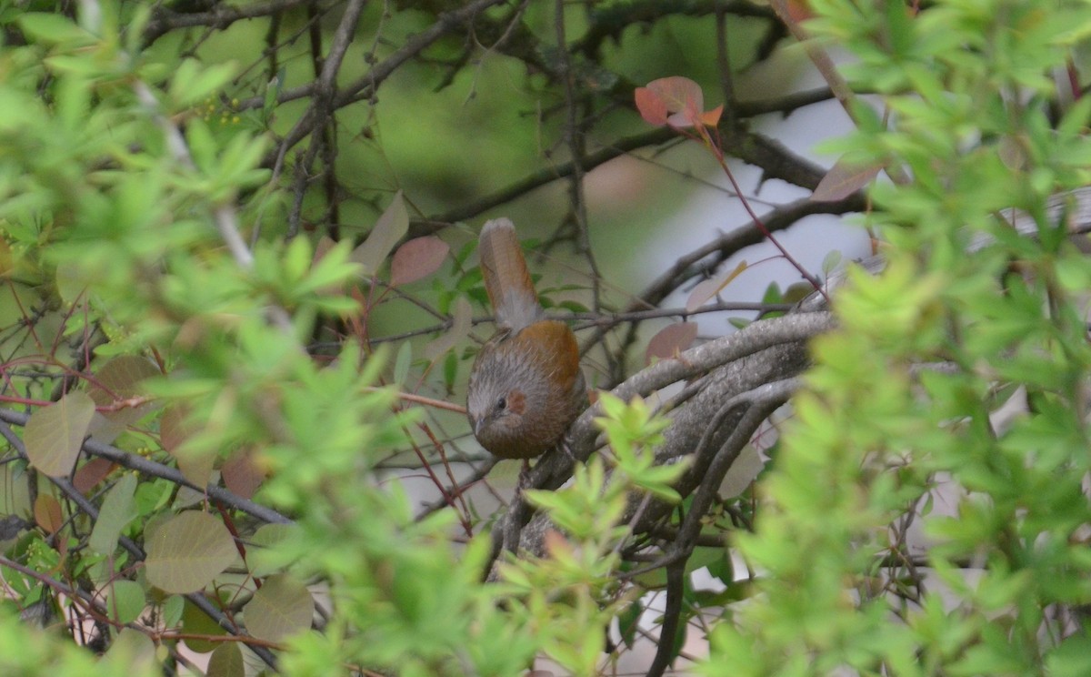 Streaked Laughingthrush - ML153912521