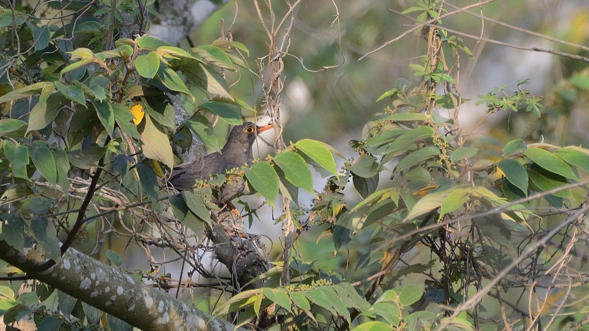 Indian Blackbird - ML153912691