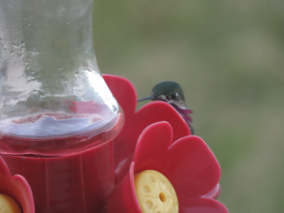 Colibrí Calíope - ML153912891