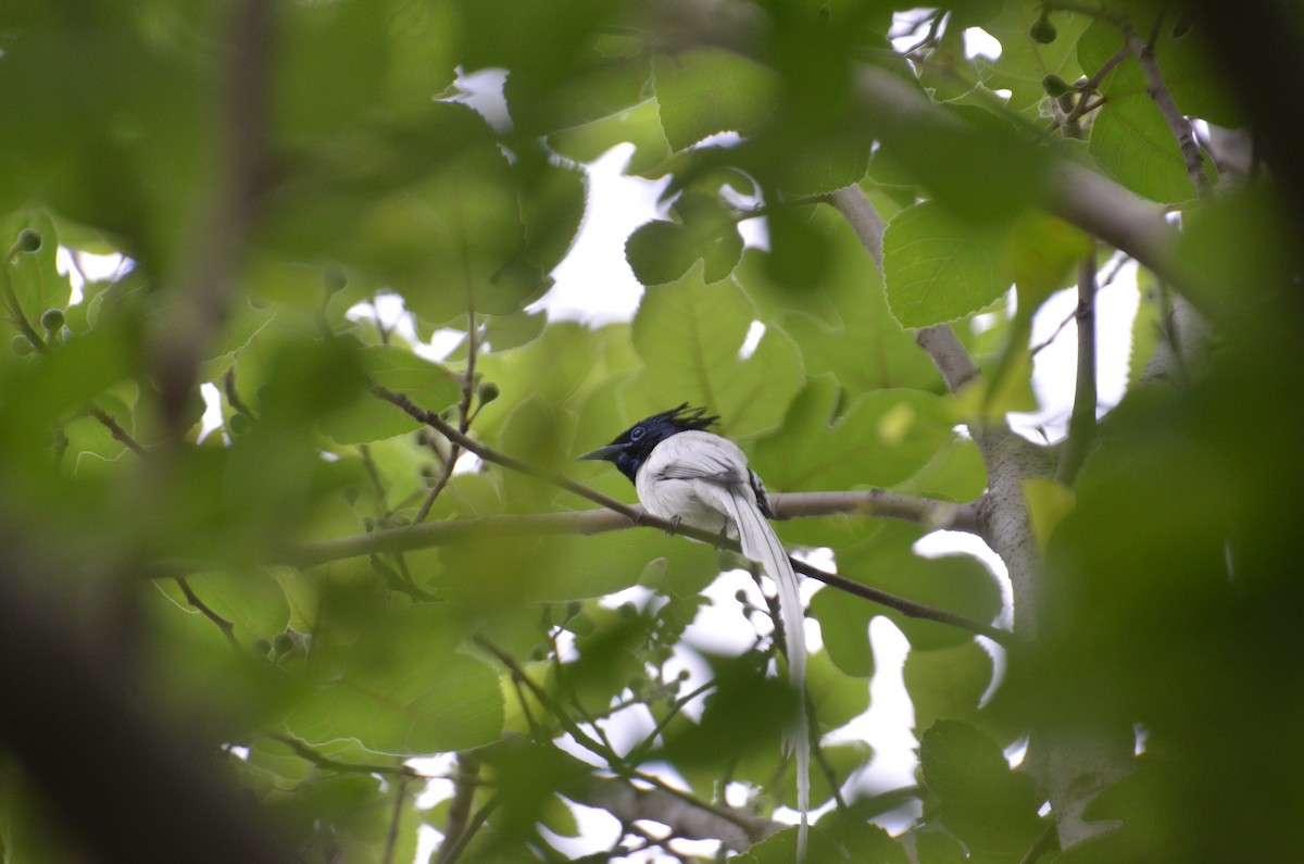 Indian Paradise-Flycatcher - ML153912901