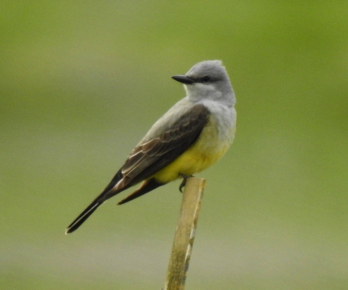 Western Kingbird - ML153912981