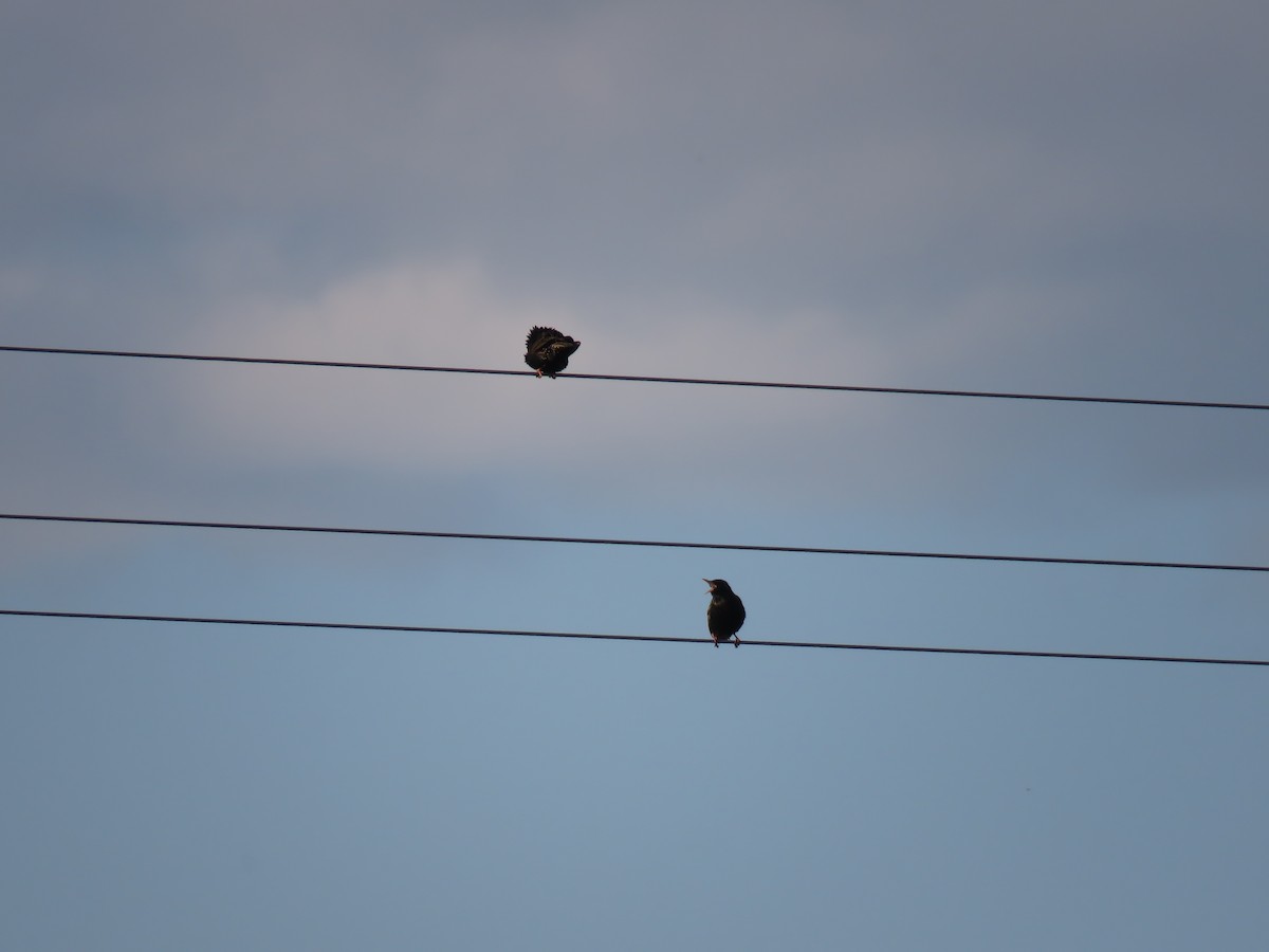 European Starling - ML153913021