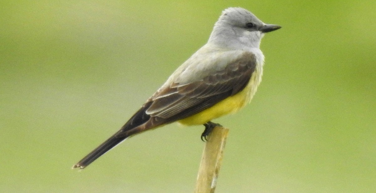 Western Kingbird - ML153913061