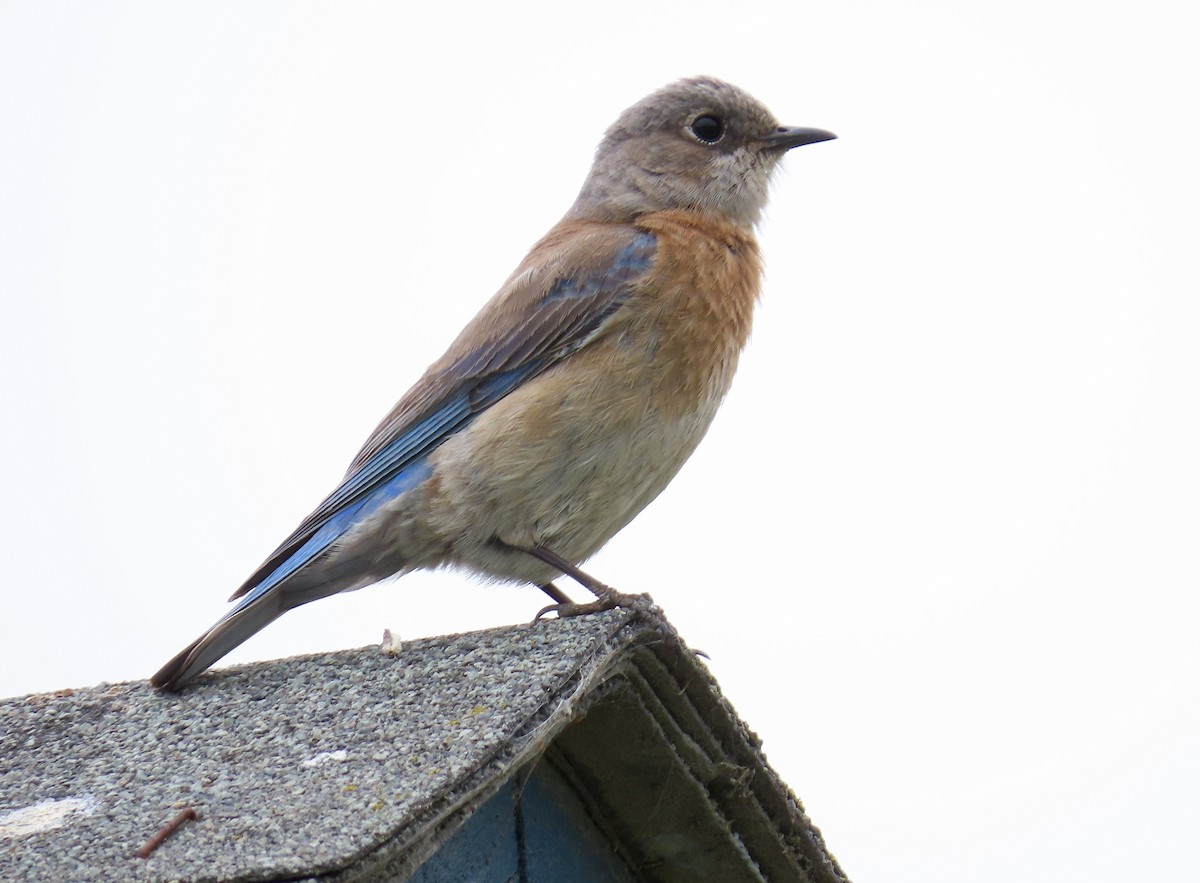 Blaukehl-Hüttensänger - ML153913071