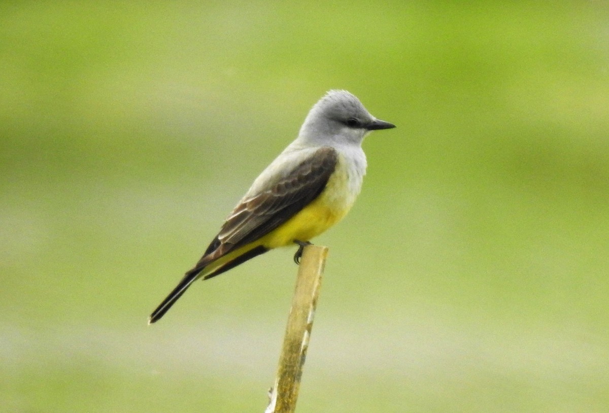 Western Kingbird - ML153913141