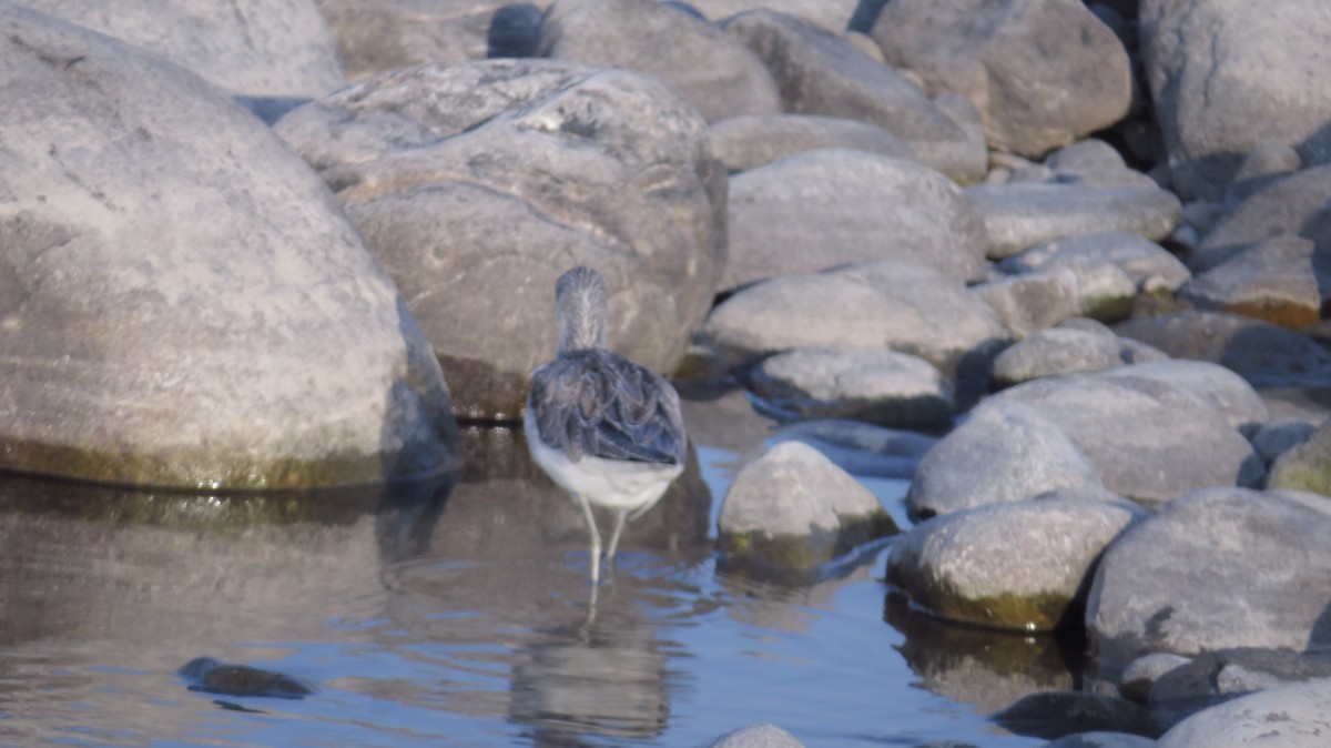 Common Greenshank - ML153913151