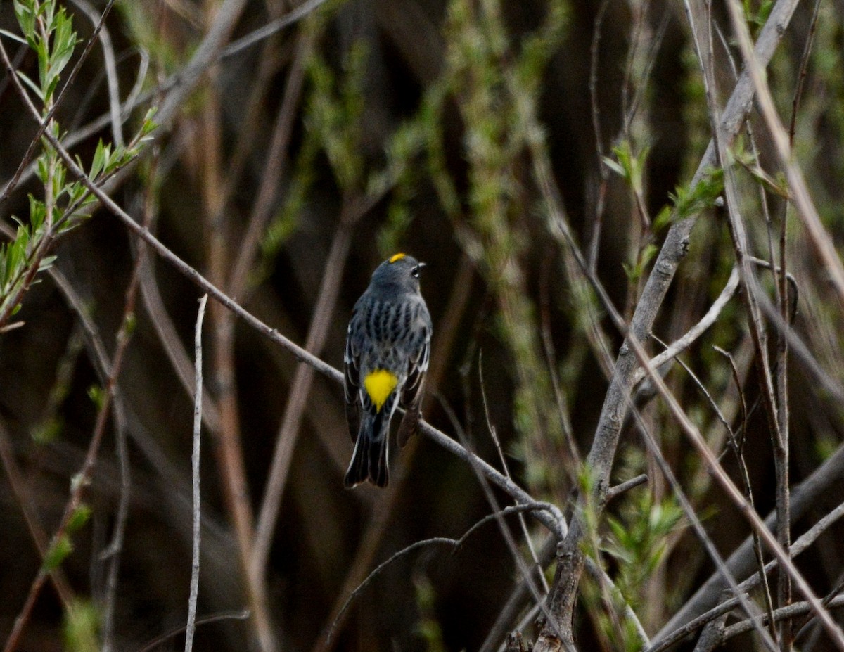 Yellow-rumped Warbler - ML153913211