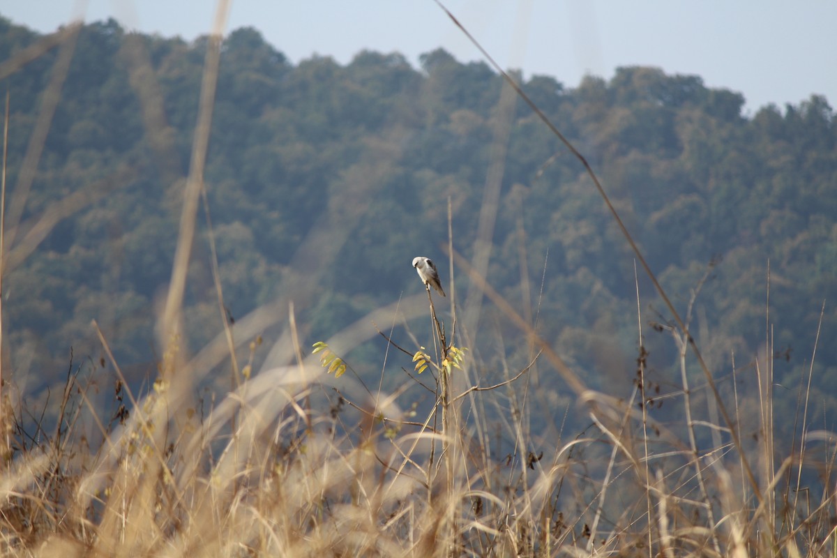 Black-winged Kite - ML153913271