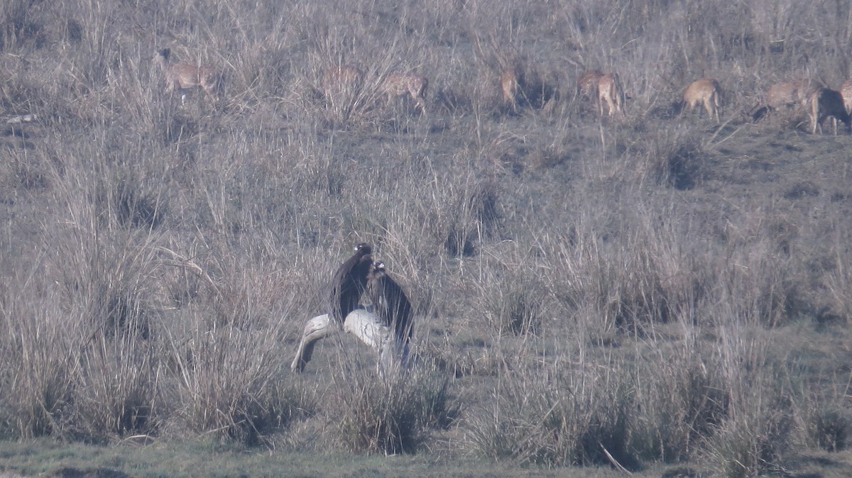 Cinereous Vulture - Shuvendu Das