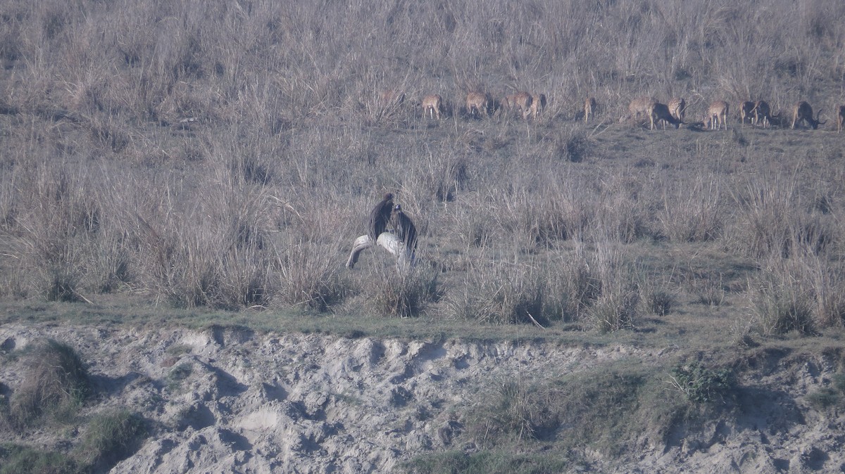 Cinereous Vulture - ML153913381