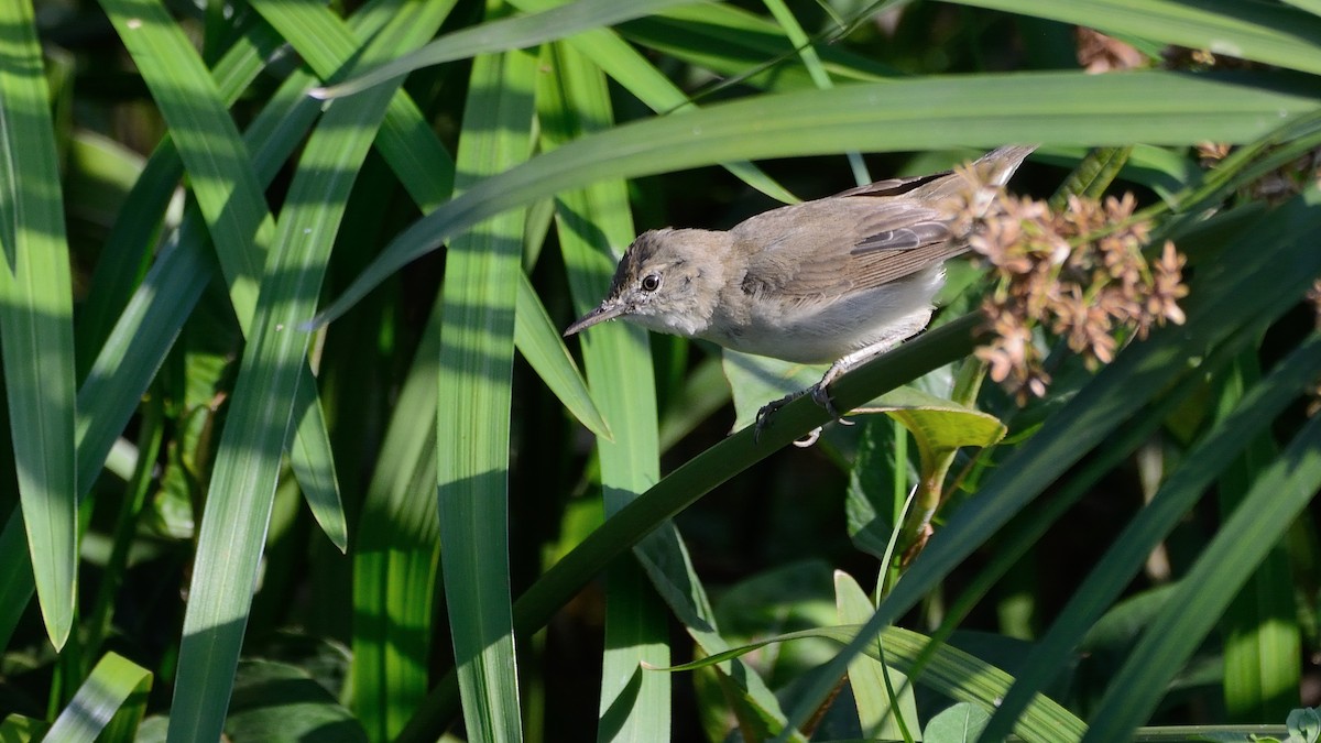 Blyth's Reed Warbler - ML153913951