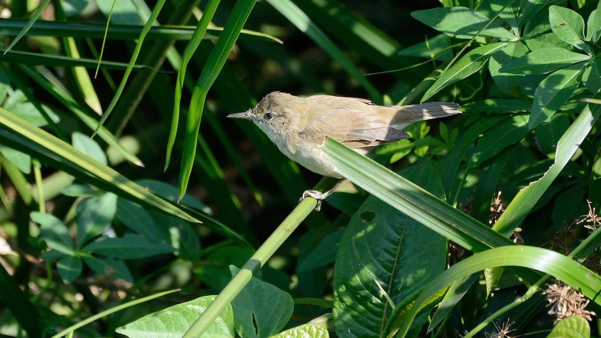 Blyth's Reed Warbler - ML153914001