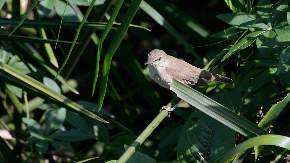 Blyth's Reed Warbler - ML153914011