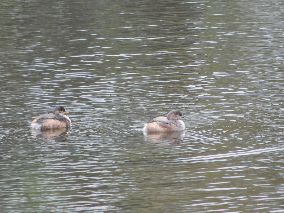 Australasian Grebe - ML153914731