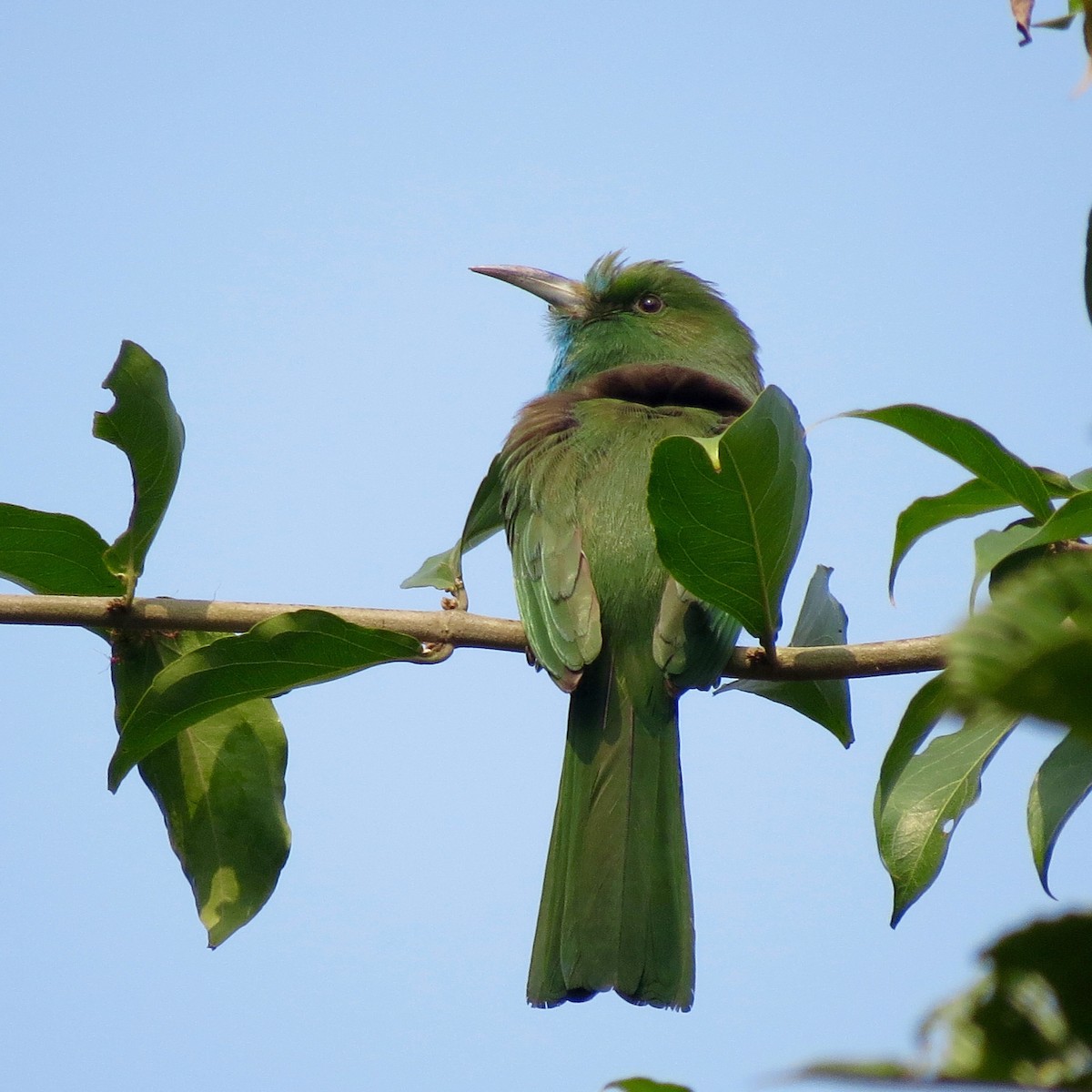 Blue-bearded Bee-eater - ML153915181