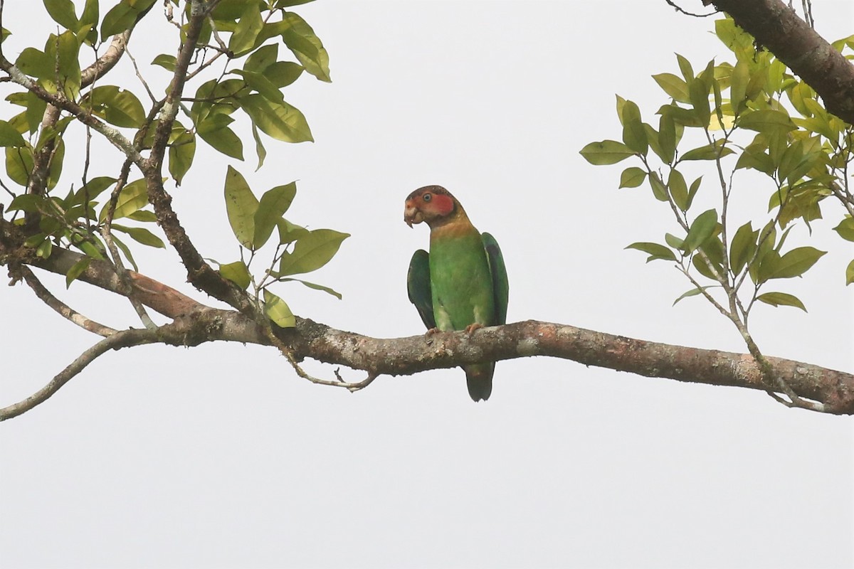 Rose-faced Parrot - ML153915281