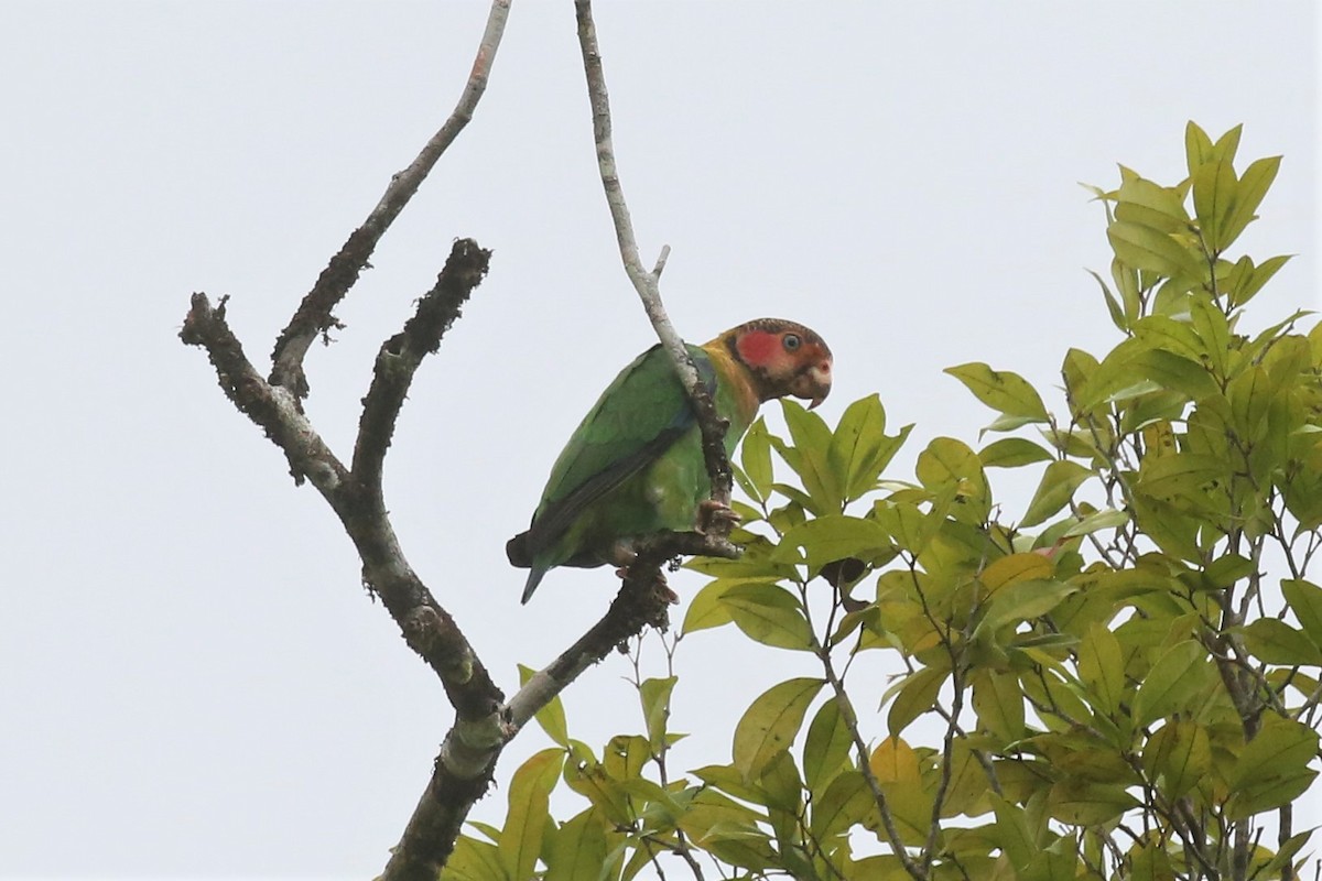 Rose-faced Parrot - ML153915311