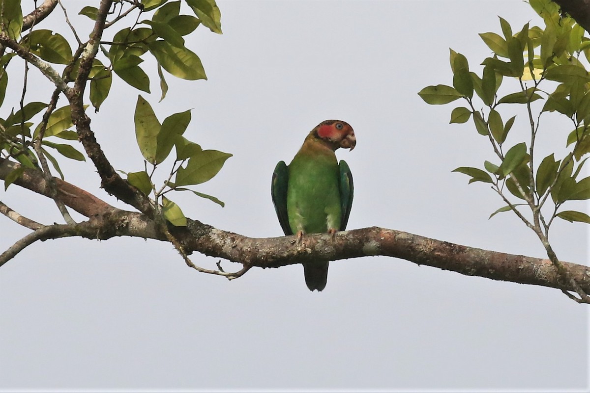 Rose-faced Parrot - ML153915351