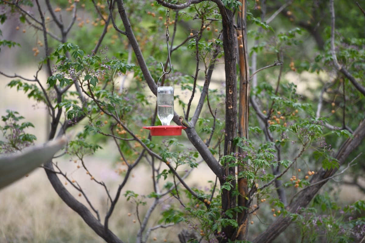 Lucifer Hummingbird - Thomas Ferguson