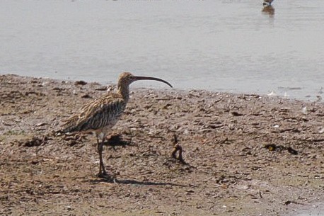 Eurasian Curlew - ML153916271