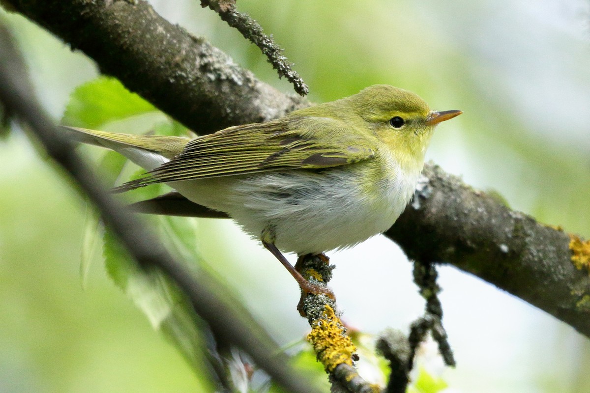 Wood Warbler - ML153917751