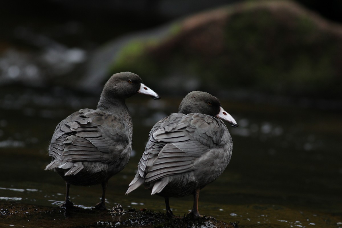 Blue Duck - ML153918261