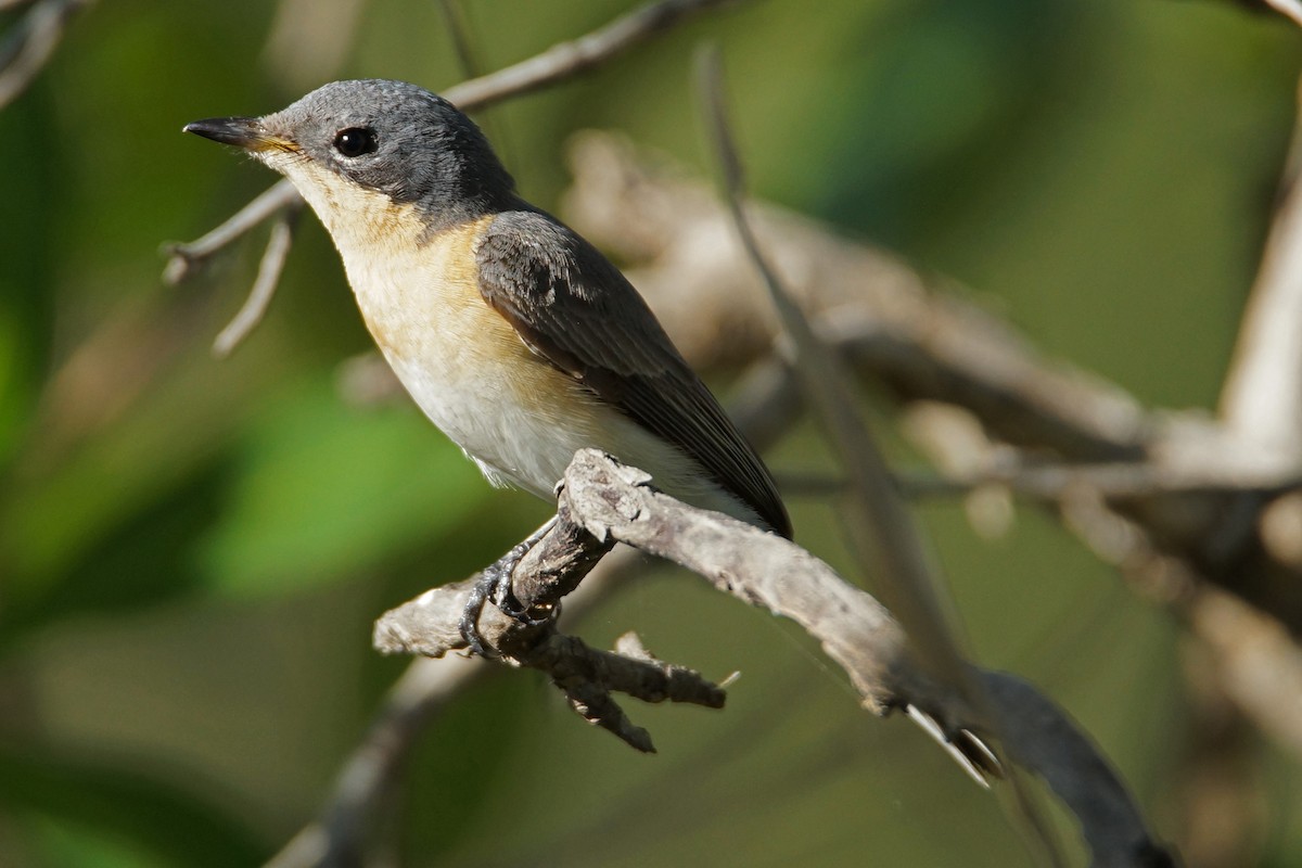 Leaden Flycatcher - Peter & Shelly Watts