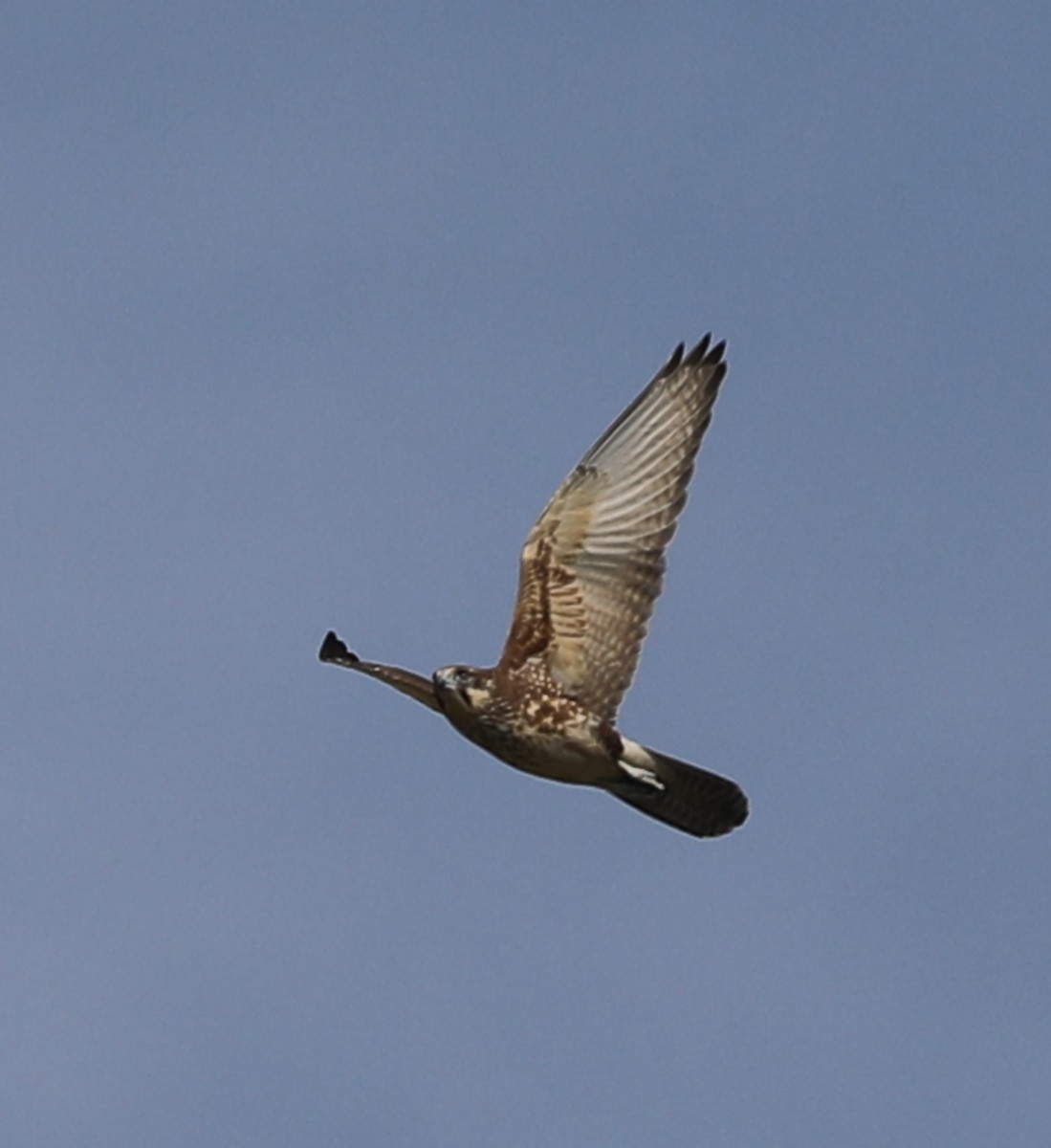 Brown Falcon - ML153918511