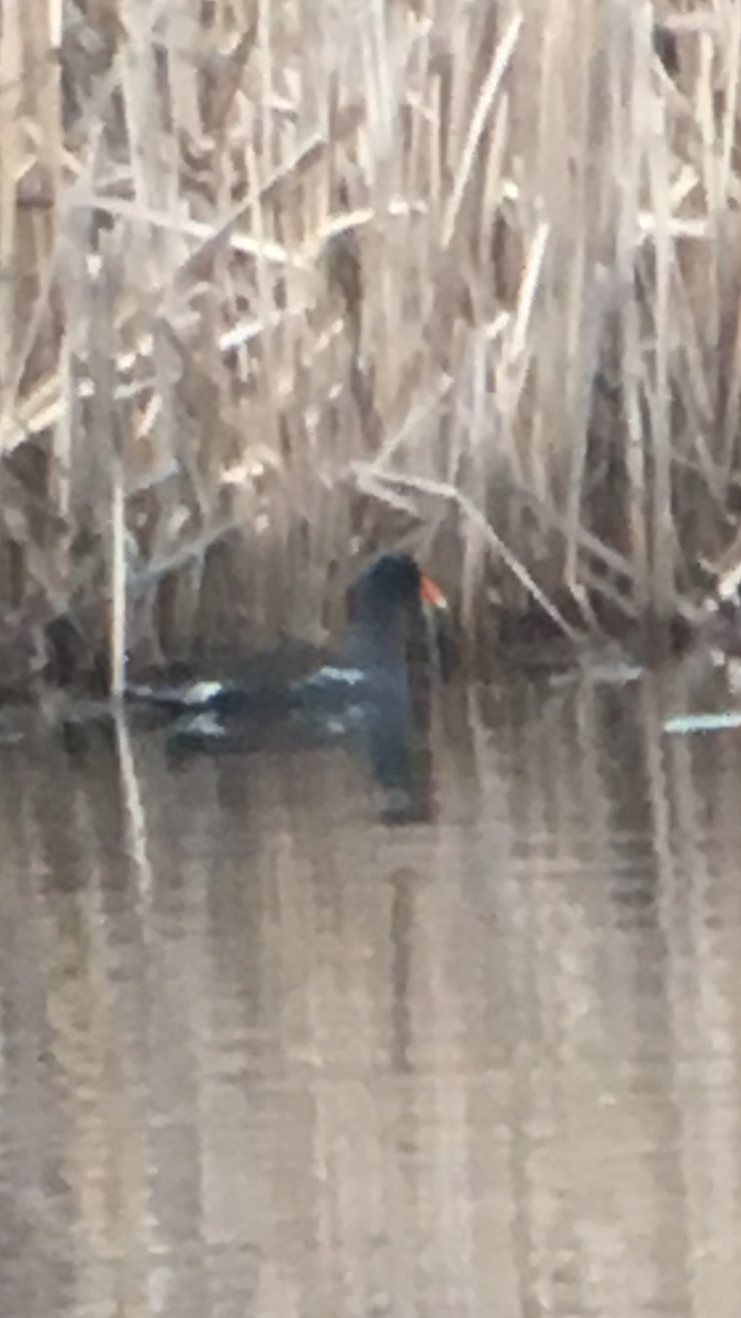 Gallinule d'Amérique - ML153920491