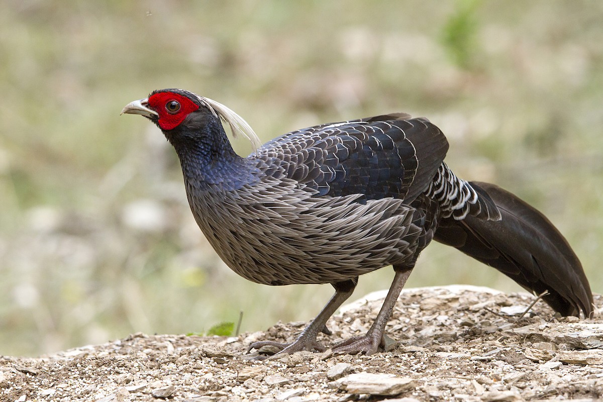 Kalij Pheasant - Ramesh Shenai