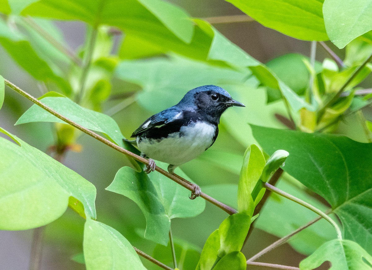 Black-throated Blue Warbler - ML153921951
