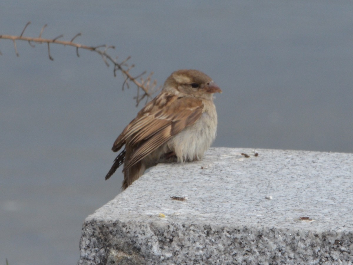 House Sparrow - ML153921991