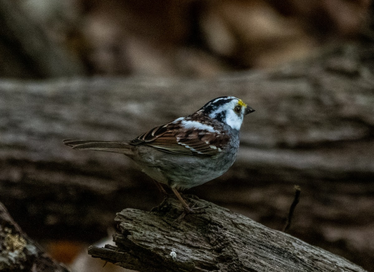 White-throated Sparrow - ML153922121