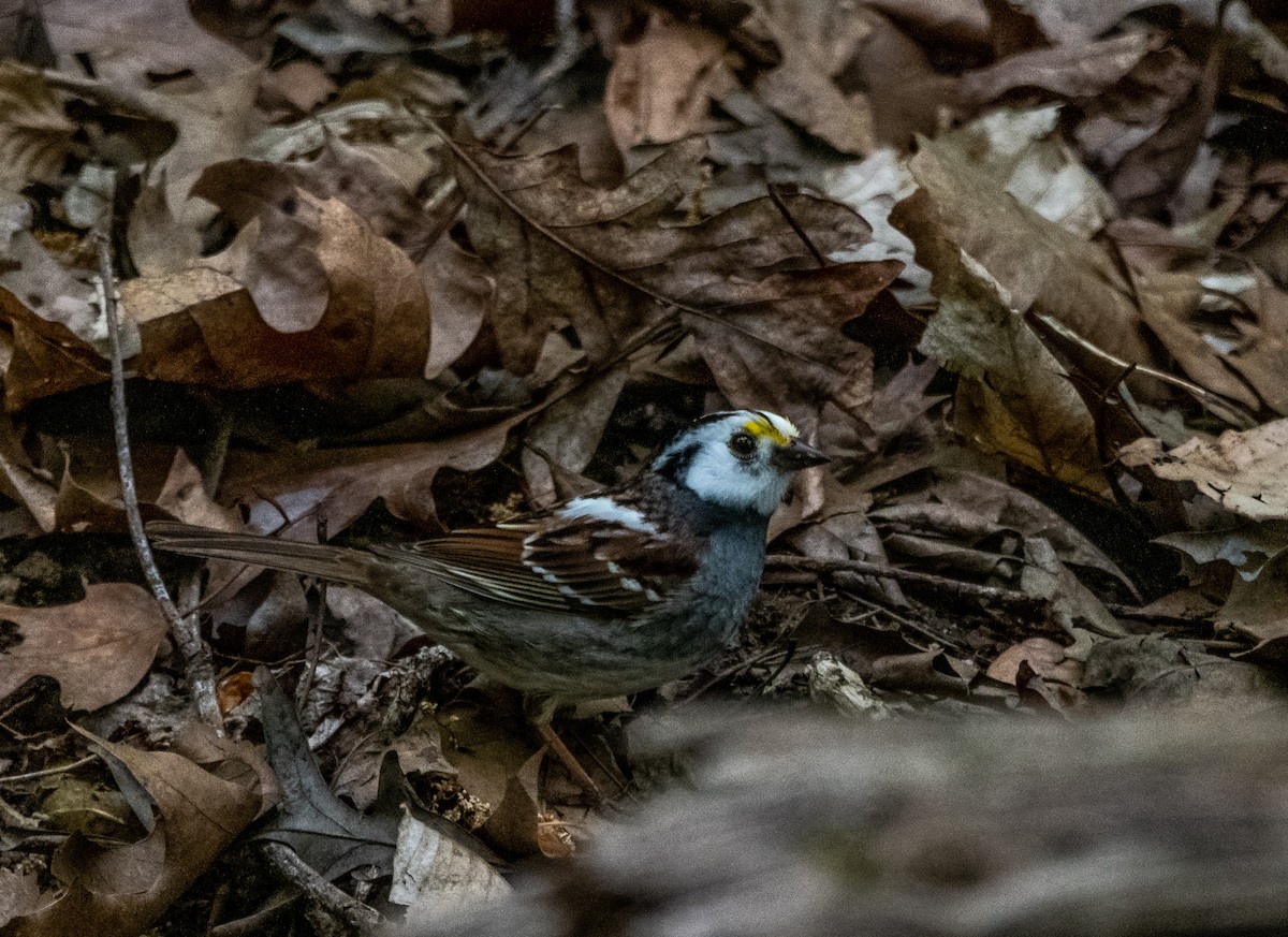 White-throated Sparrow - ML153922131