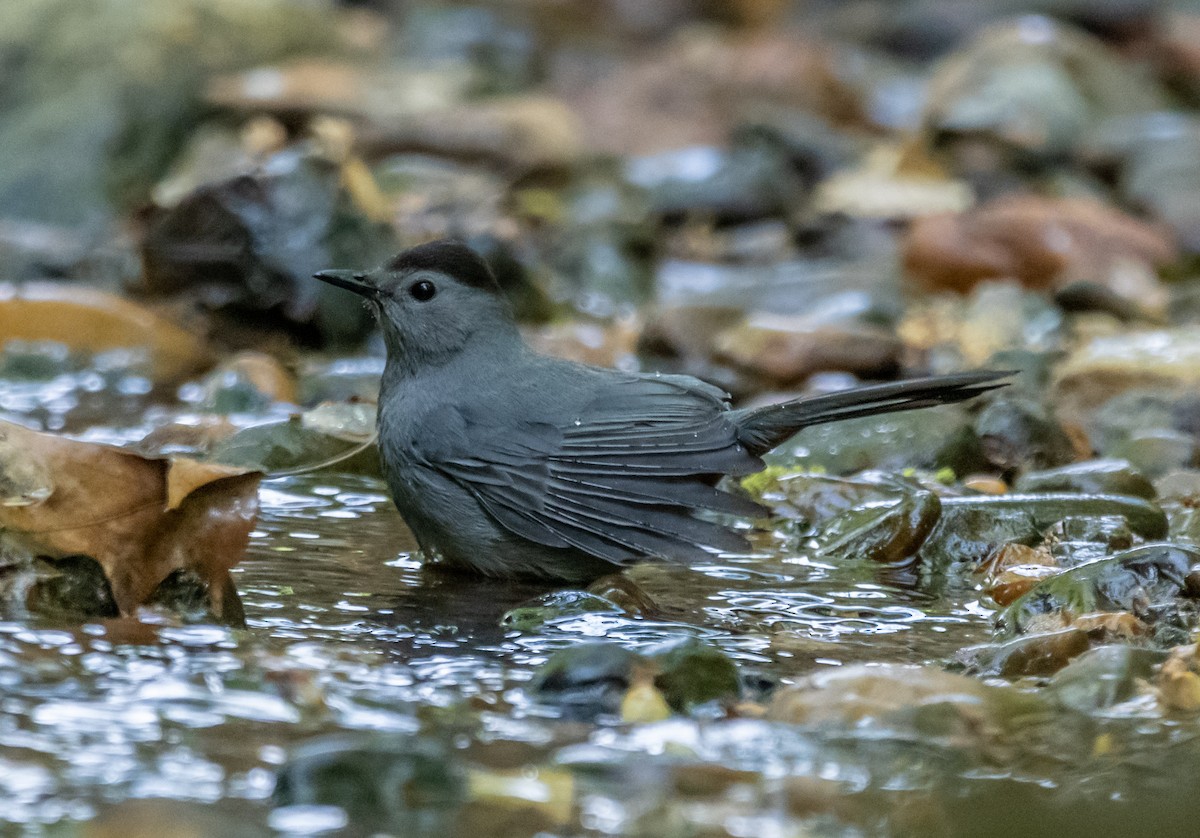 Gray Catbird - ML153922231