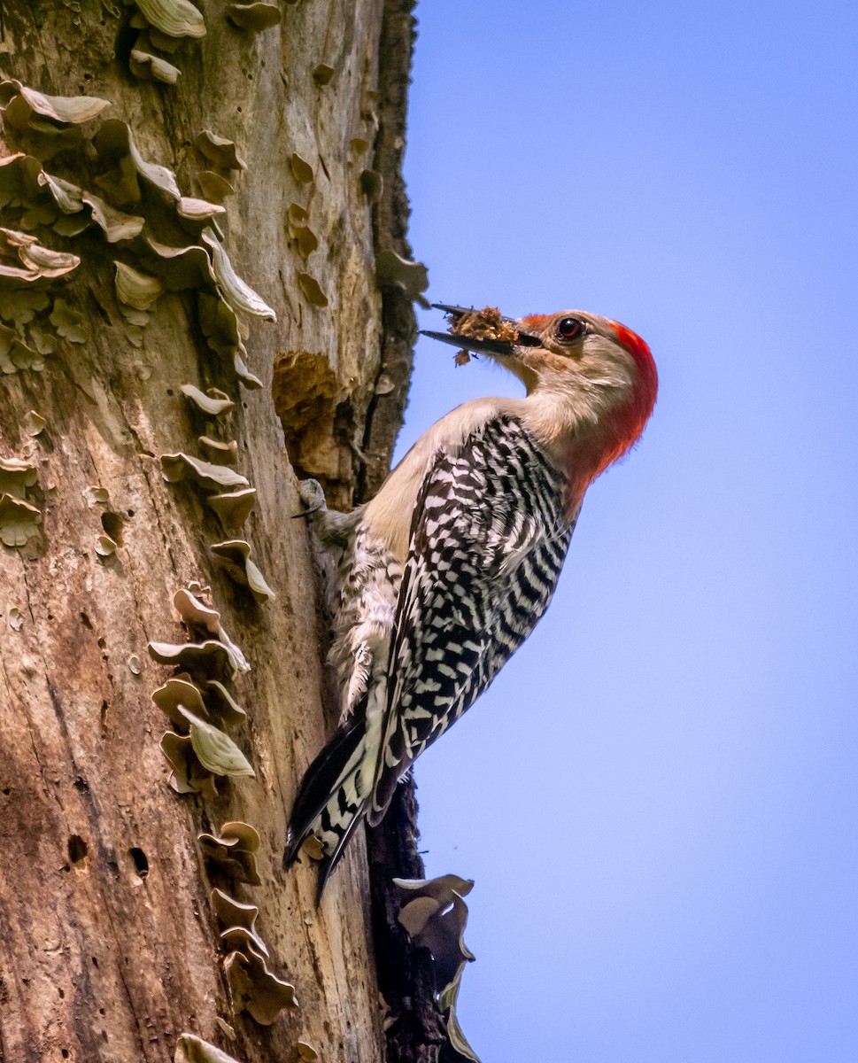 Red-bellied Woodpecker - ML153922431