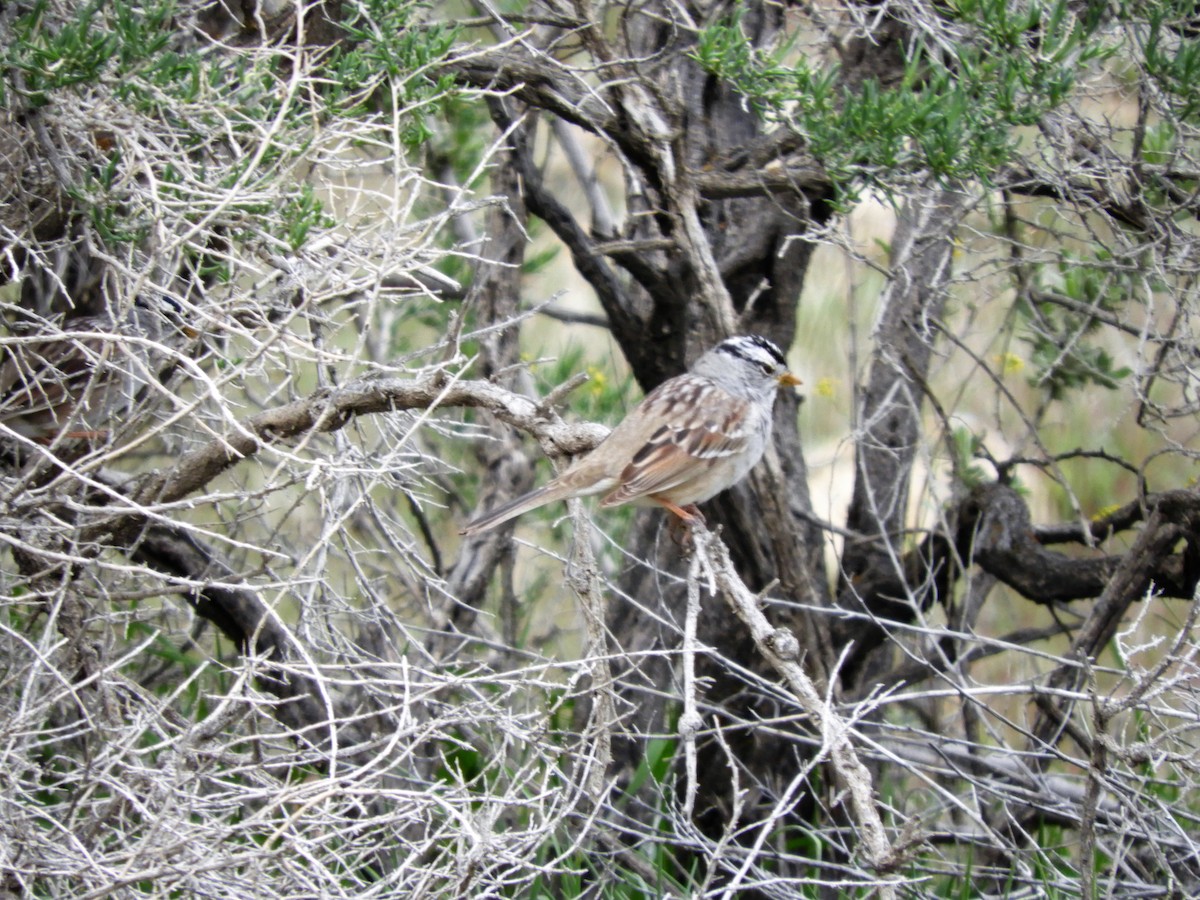 strnadec bělopásý (ssp. gambelii) - ML153923201